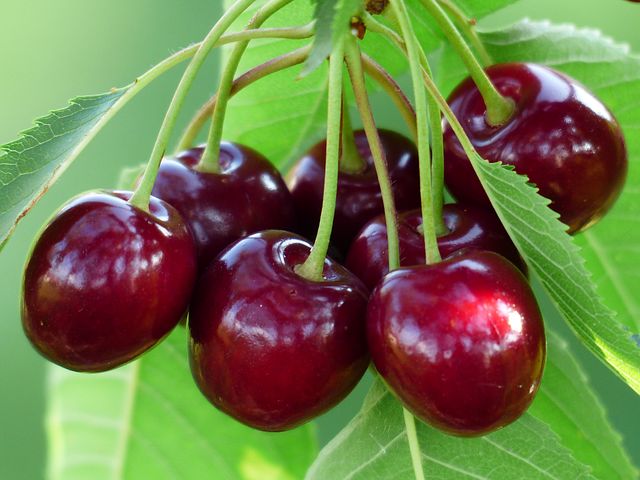 Quel arbre fruitier choisir pour son jardin ?