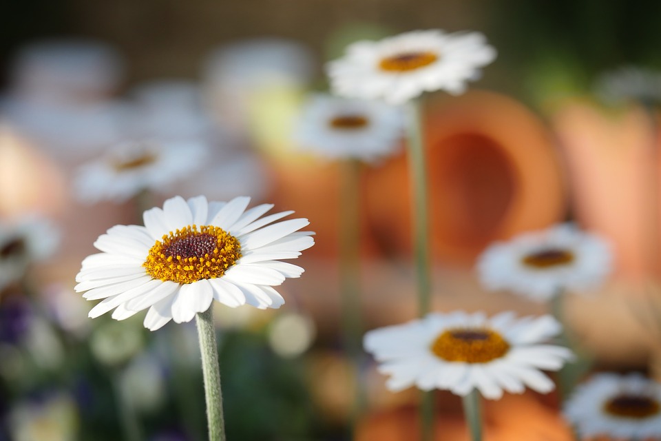 Que faut-il prévoir pour créer un magnifique jardin ?