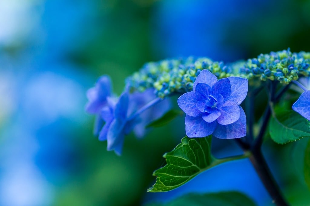 Des conseils pour avoir le plus beau des jardins