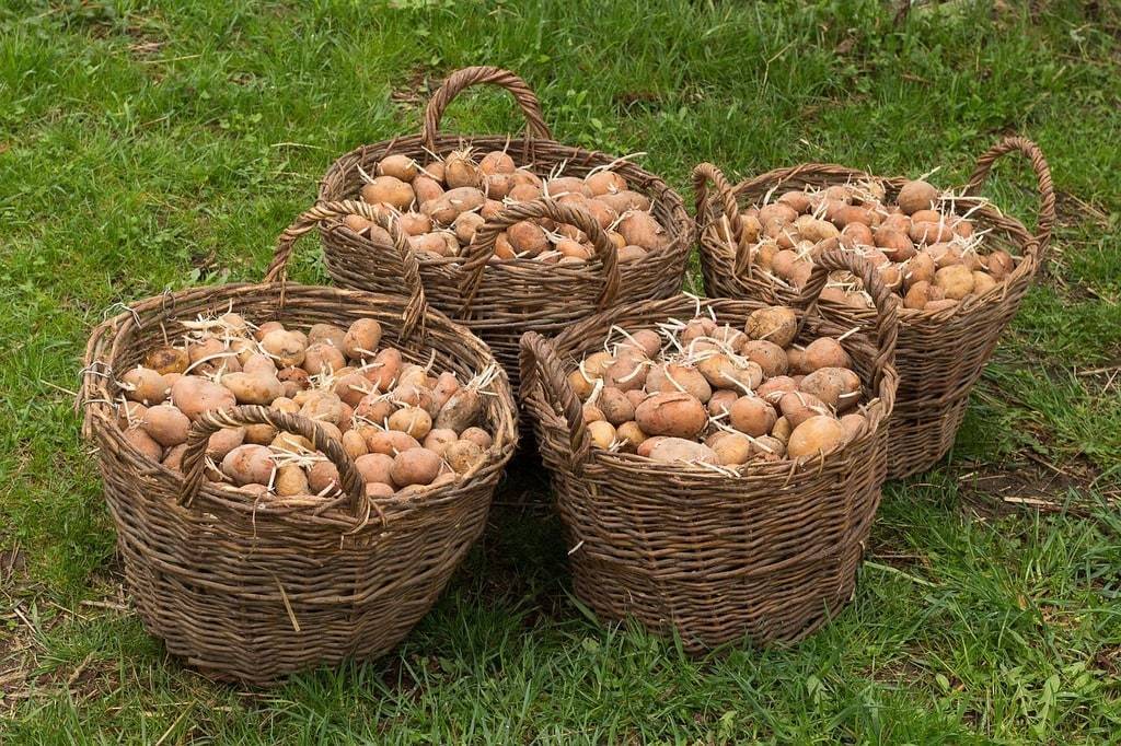 Comment installer un arrosage automatique pour son potager ?