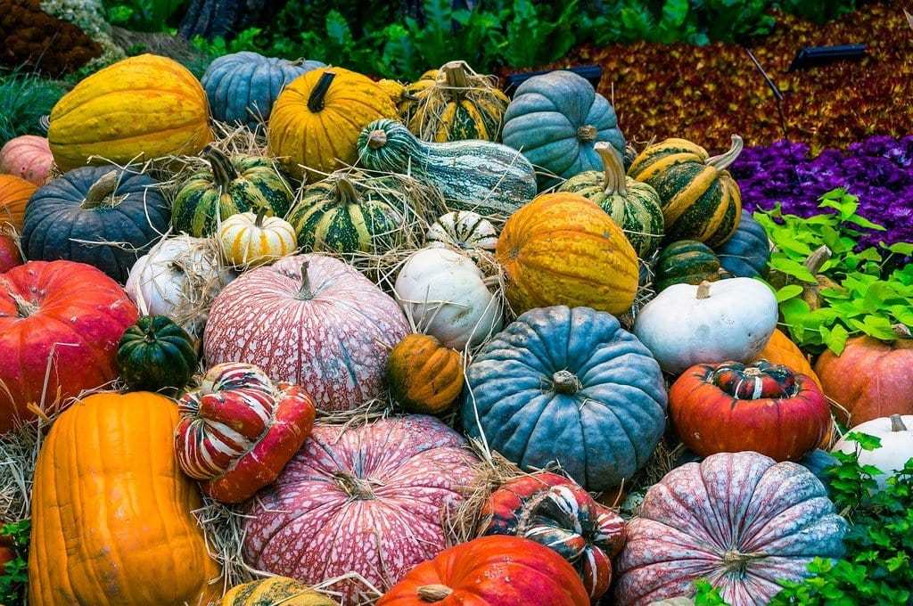 Vers un jardin autosuffisant : étapes et conseils