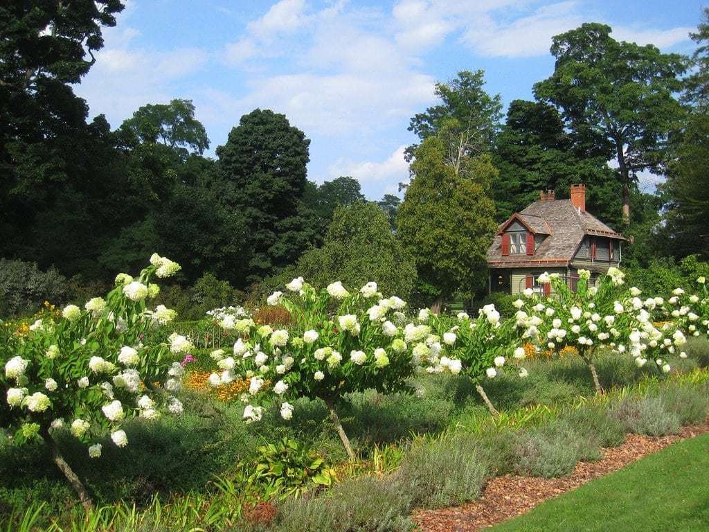 Photinia les inconvénients à connaître avant de planter cet arbuste